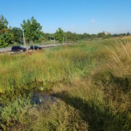 Construction of Stormwater Treatment Wetland near Meadow Lake in Flushing Meadows – Corona Park - eDesign Dynamics