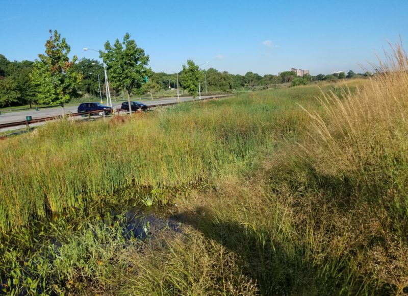 Construction of Stormwater Treatment Wetland near Meadow Lake in Flushing Meadows – Corona Park - eDesign Dynamics