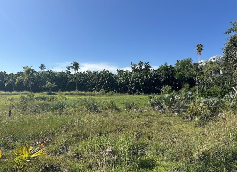 EDD's restoration of the meadow on Captiva Island site with native coastal plants.