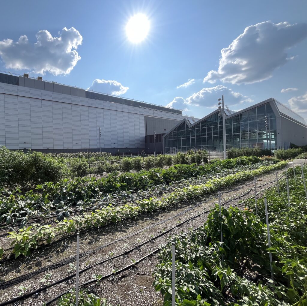 Rows of plantings observed during EDD's tour of the Javits Center Green Roof.