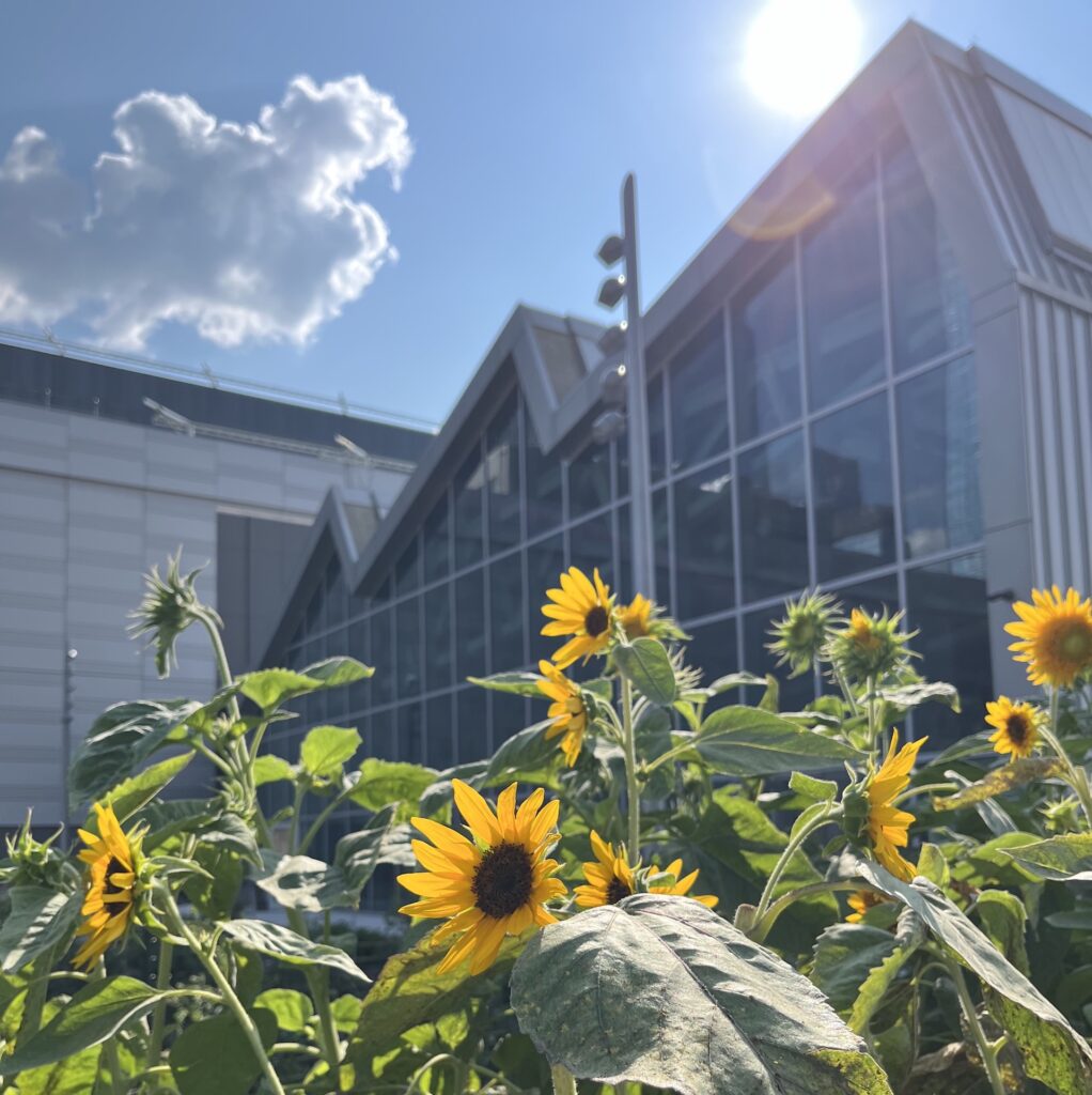 Sunflowers observed during EDD's tour of the Javits Center Green Roof.