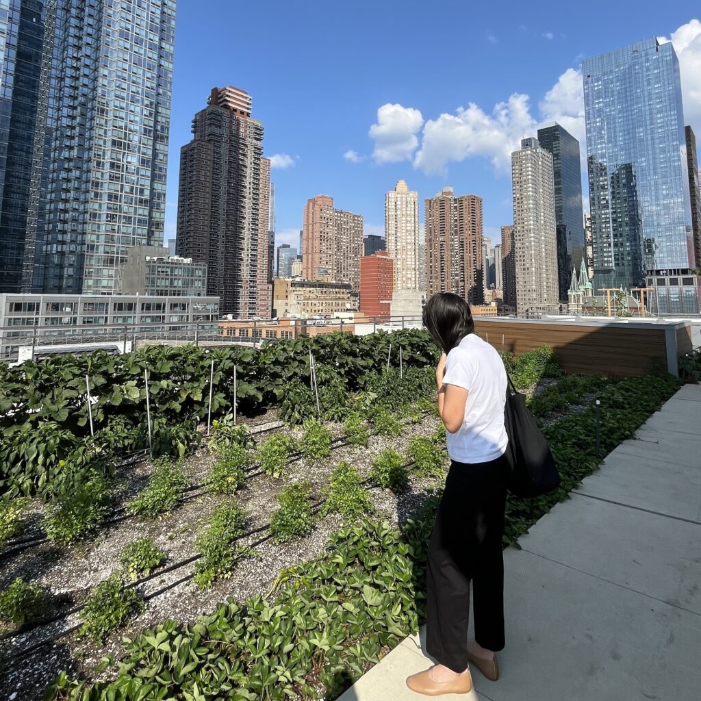 Tour attendee admires the Javits Center Green Roof on EDD's tour.