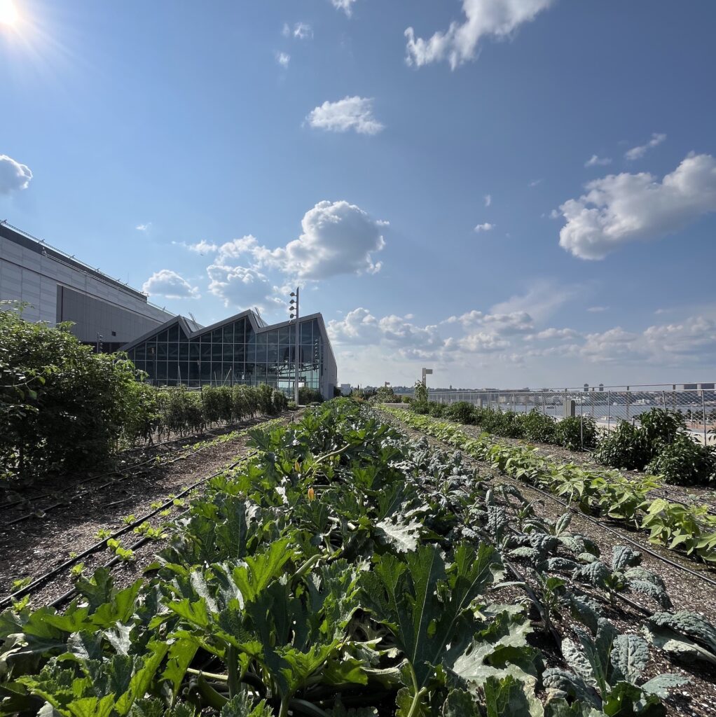 Highlight of plant growth during EDD's tour of the Javits Center Green Roof.