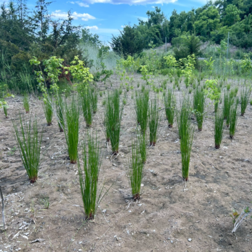 Image of eDesign Dynamics' award-winning work on the 520-acre former industrial zone and limestone quarry in Kingston, NY, on the western banks of the Hudson River for the client, Scenic Hudson.