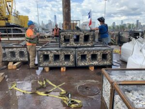 photo of Oyster Gabions being installed at Gansvoort Peninsula and engineered EDD