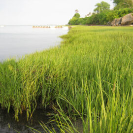 Native plant species incorporated into the proposed resilient living shoreline feature: smooth cordgrass (Spartina alterniflora).