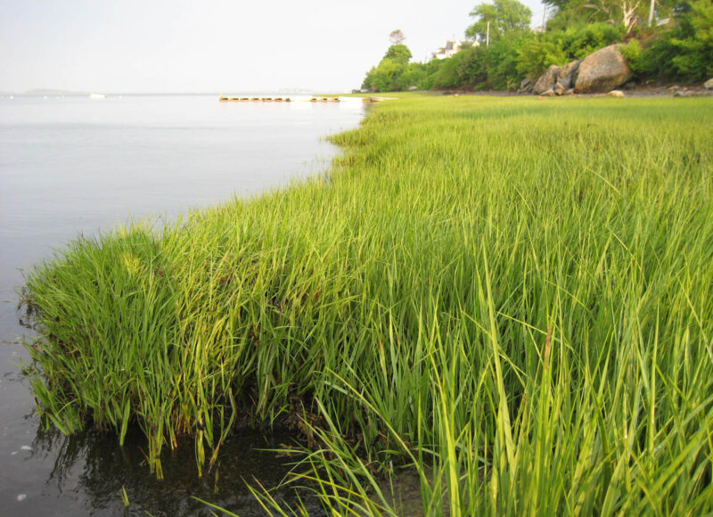 Native plant species incorporated into the proposed resilient living shoreline feature: smooth cordgrass (Spartina alterniflora).